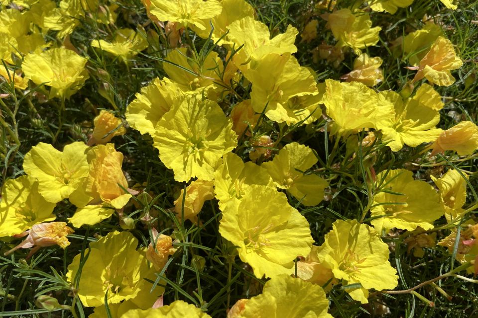 Texas primrose Oenothera hybrid Superlophus Sunglow 2