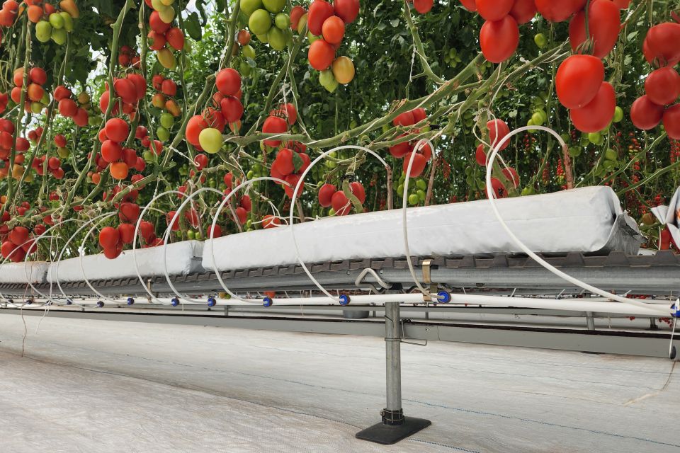 Tomatoes respond well to elevated growing lines. Clusters develop progressively over weeks, and workers can prune, tuck, and harvest without crouching or working around floor-level mats.