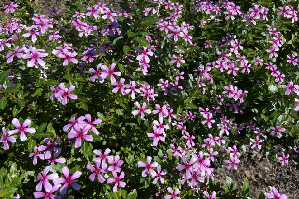 Vinca Catharanthus roseus Soiree Kawaii Lilac Dream