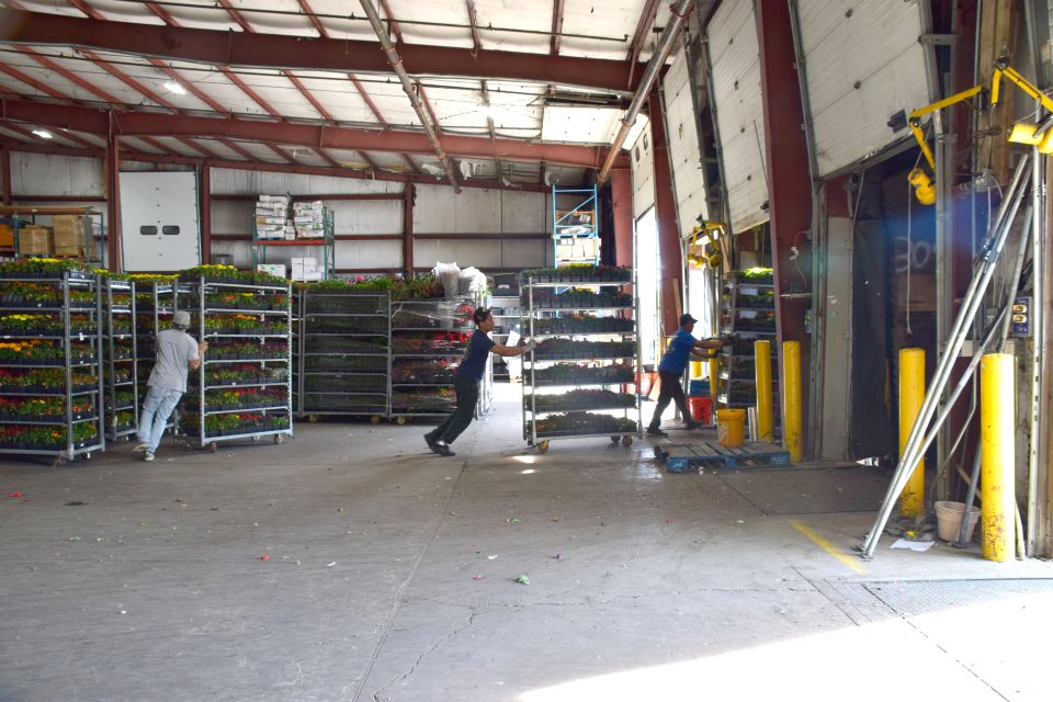 Workers loading trucks at Andy Mast Greenhouses’ cross dock facility.