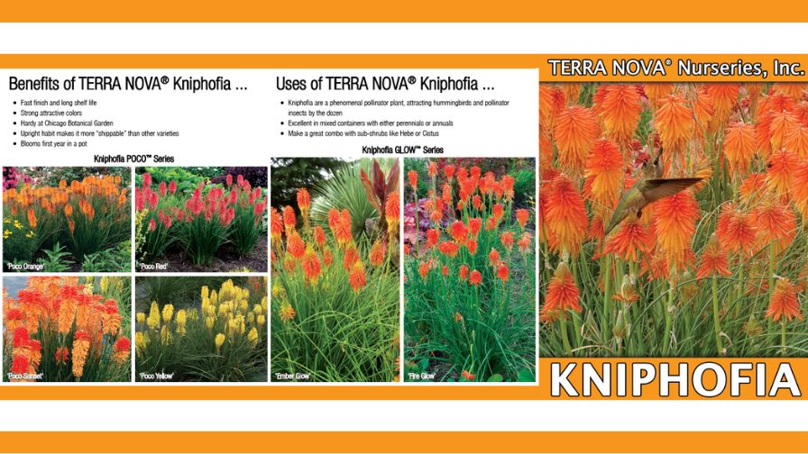 Custom Plant Flyer on Kniphofia varieties.