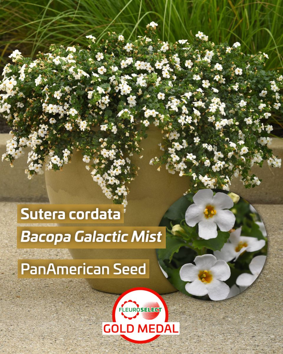 Bacopa Sutera cordata Galactic Mist White — PanAmerican Seed