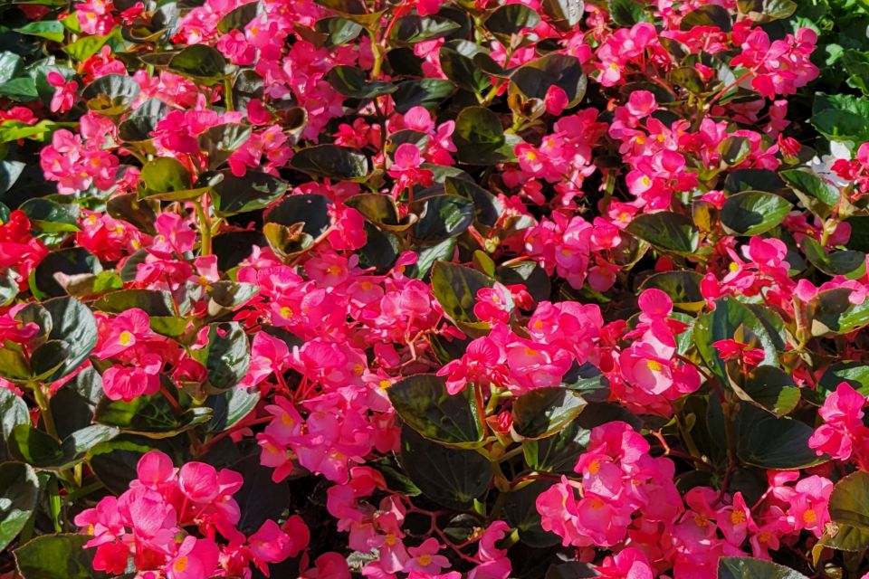 Begonia Begonia benariensis Surefire Rose (Proven Winners)