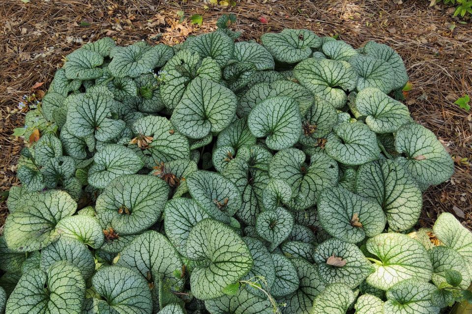 Brunnera Brunnera macrophylla ‘Frost King’ (Darwin Perennials)