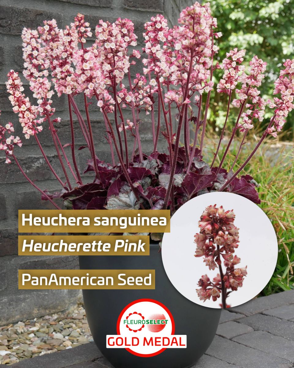 Coral Bells Heuchera sanguinea Heucherette Pink — PanAmerican Seed