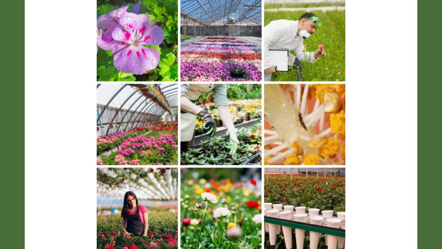 Research funded by the American Floral Endowment supports practical, science-based solutions growers can apply across production systems.