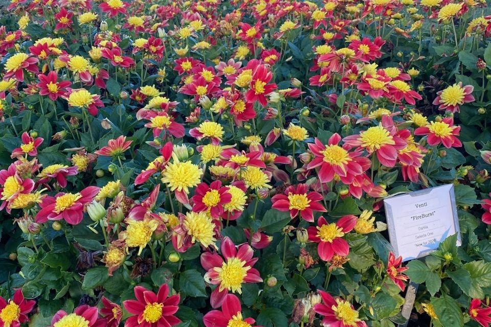 Dahlia Dahlia pinnata Venti FireBurst (Selecta One)