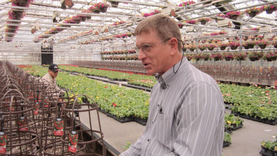 Dr. Royal Heins working in a floriculture greenhouse.
