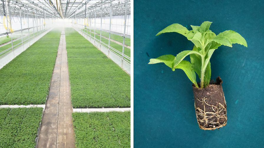 Dutch Heritage’s venture into young plant production is helping fill an important market need.