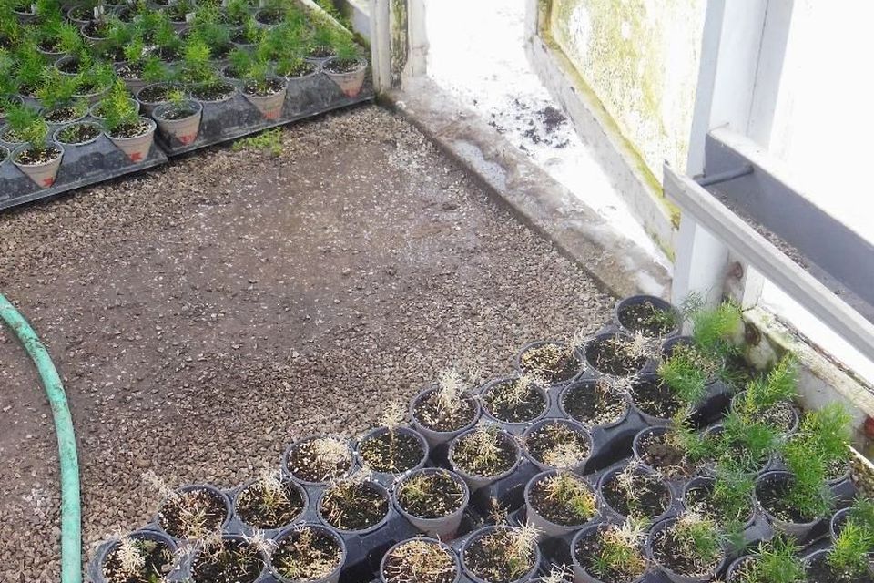 Example of a high-traffic greenhouse door where outside cold air enters the growing space. Asparagus ferns are exhibiting chilling and freezing injury leading to overall plant death.