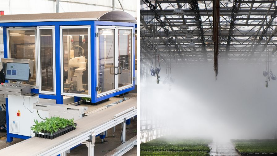 Existing infrastructure, including ISO sticking robots and fogging systems, has helped Dutch Heritage scale both young plants and premium foliage.