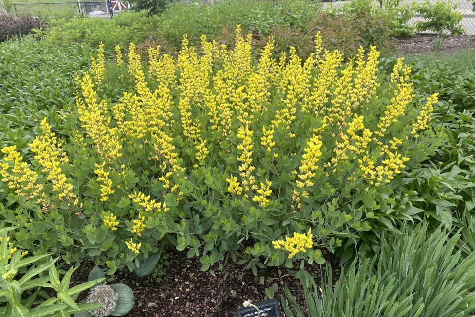 False indigo Baptisia hybrid American Goldfinch
