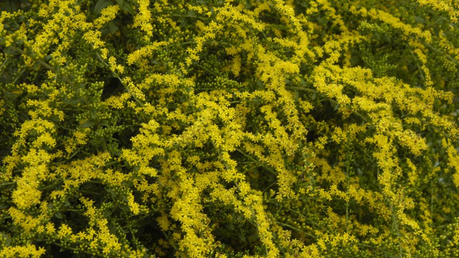 Solidago rugosa (Fireworks Wrinkle-Leaf Goldenrod).