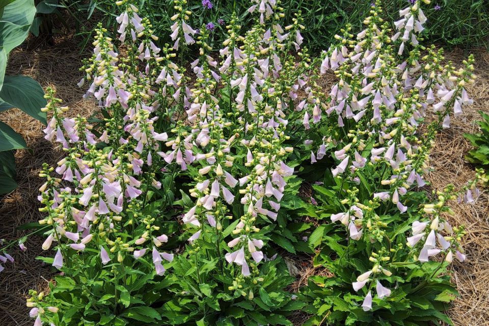 Foxglove Digitalis hybrida HanaBee F1 Series (American Takii)