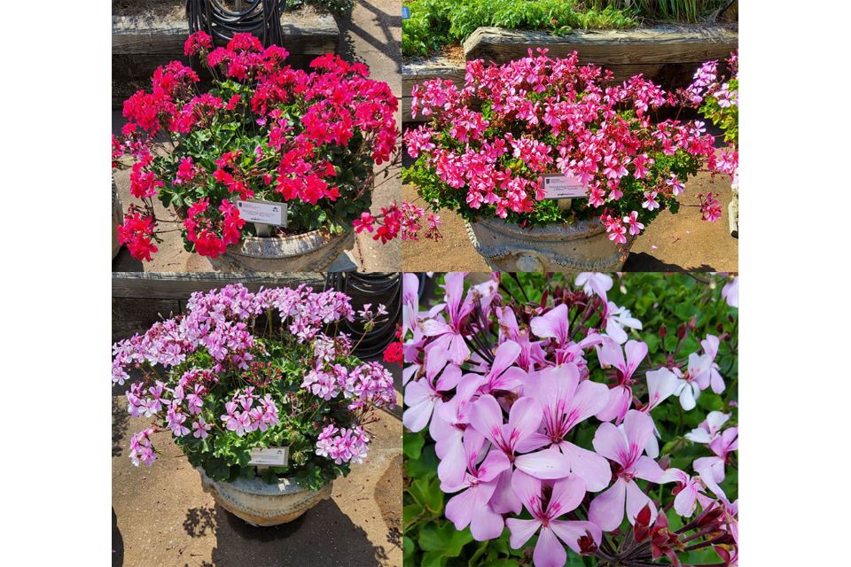 Geranium Pelargonium interspecific Caldera™ Series (Syngenta Flowers)