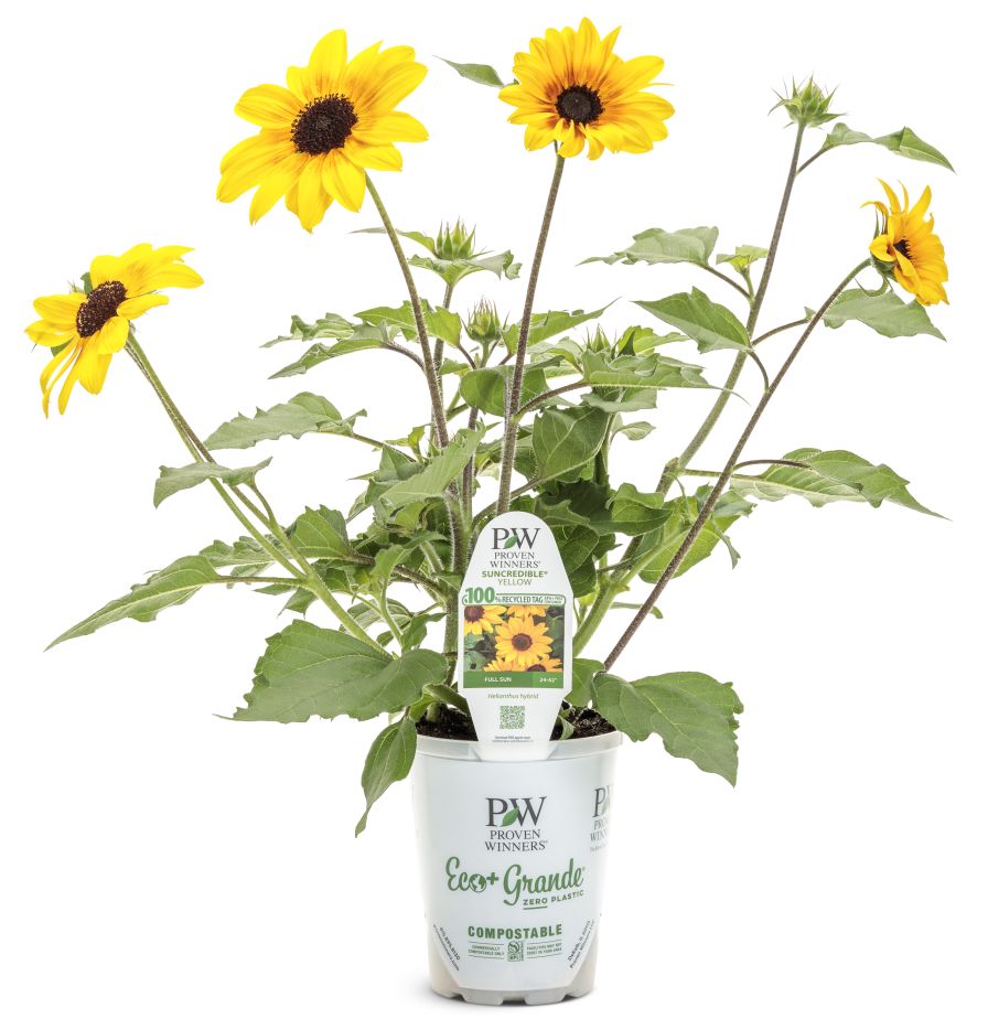 Helianthus Suncredible Yellow improved in Proven Winners Eco+ Container.