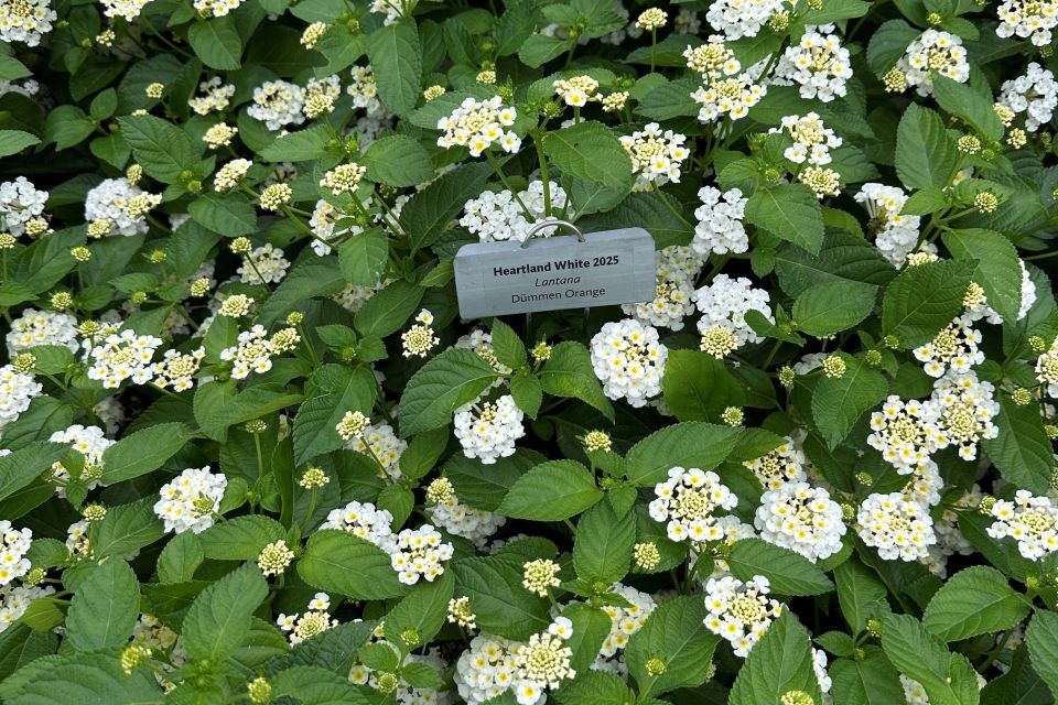 Lantana Lantana camara Heartland White (Dümmen Orange)