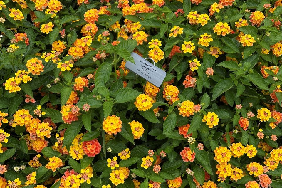 Lantana Lantana camara Luscious® Basket Tangeglow™ (Proven Winners)