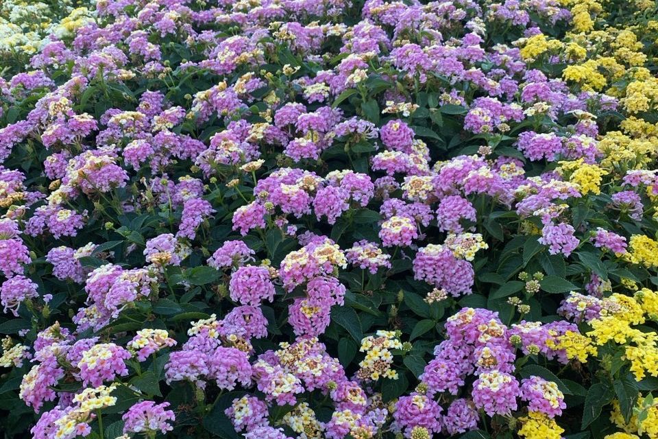 Lantana Lantana camara Shamrock Lavender (Ball FloraPlant)