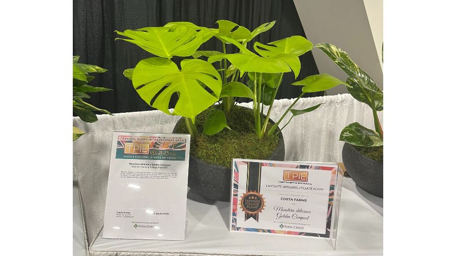 Monstera deliciosa Golden Compact.