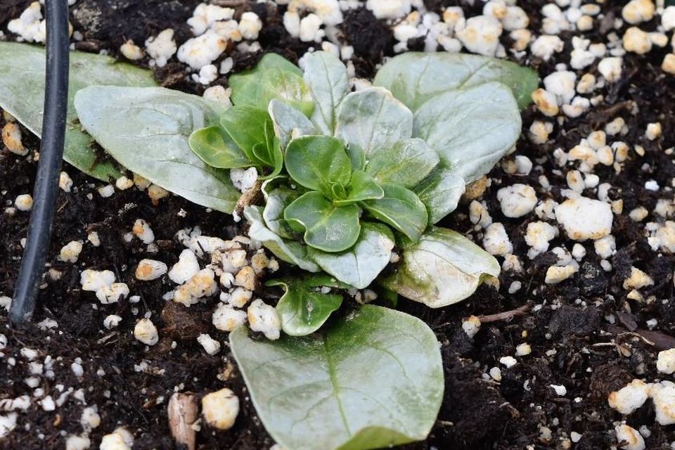 Petunia exhibiting discoloration (white) and necrotic (dead) foliage due to freezing injury. Hanging baskets placed at ground level near a high-traffic door.