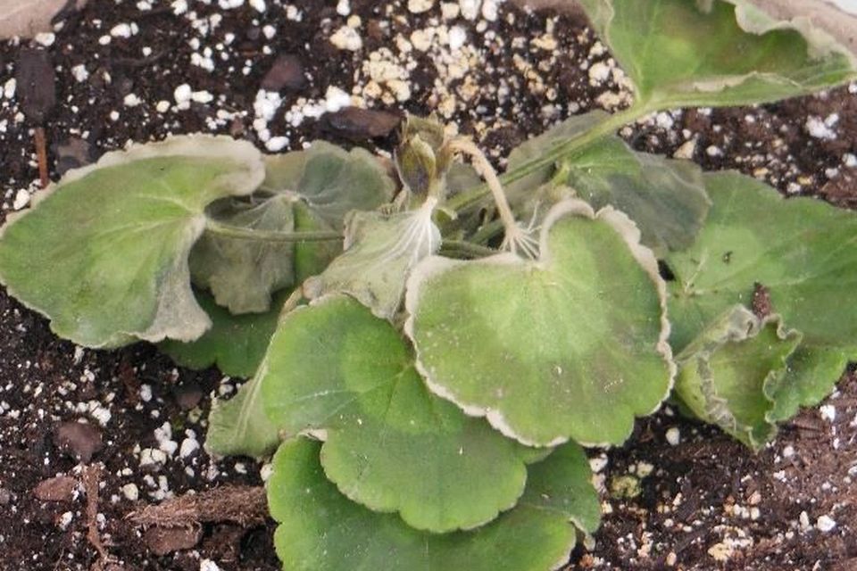 Plant loss due to cold air infiltration at an exhaust fan.