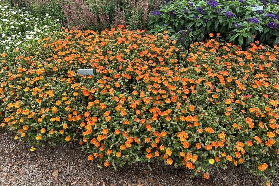 Purslane Portulaca oleracea Cupcake Carrot 2024 (Dümmen Orange)