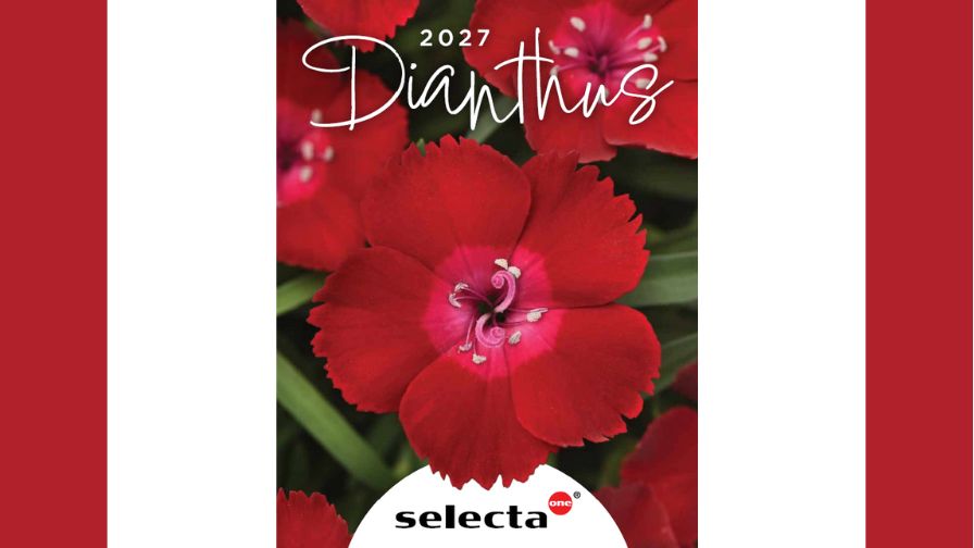 The cover of the 2027 Dianthus catalog.
