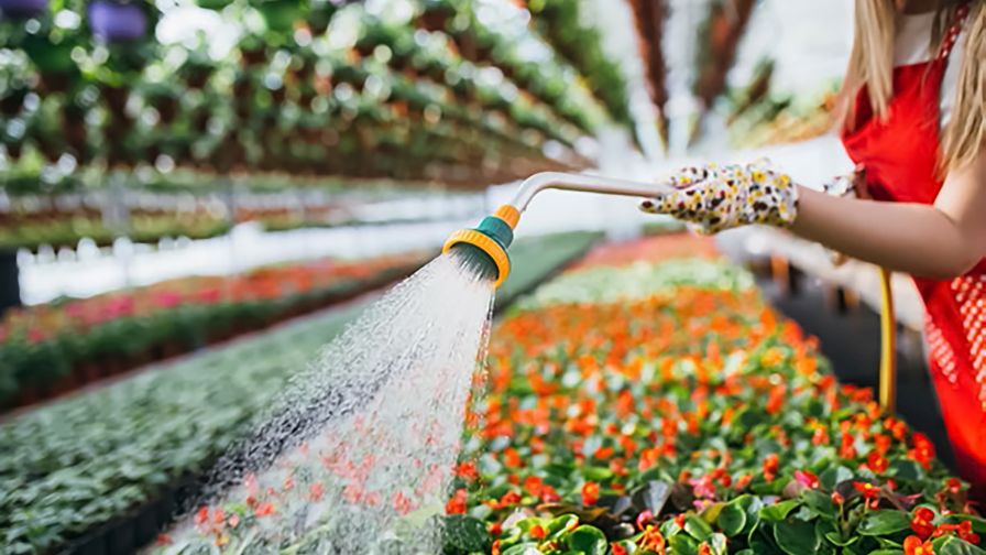 A gardener watering flowers in a greenhouse for water management sustainability.