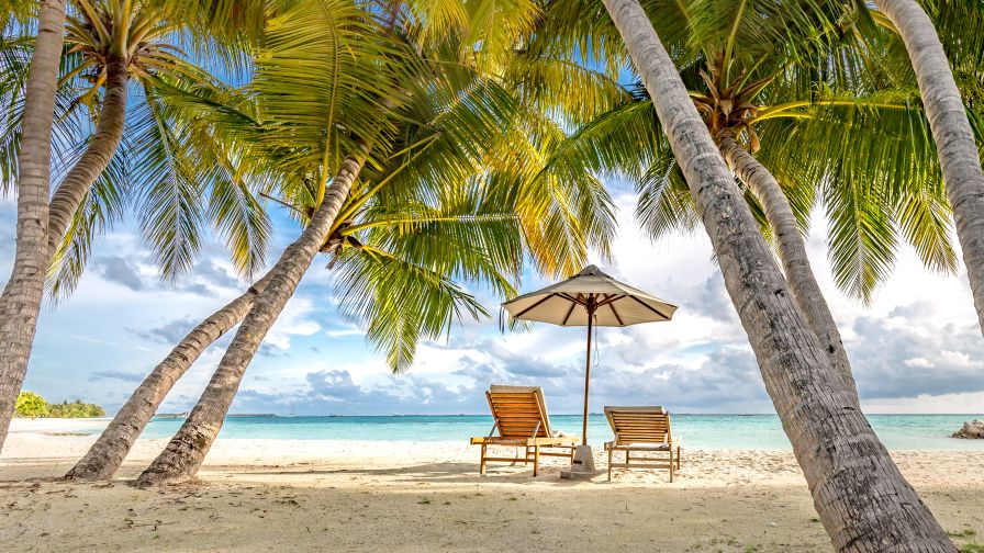 Wonderful beach scenery, palms and sun beds with sea view.