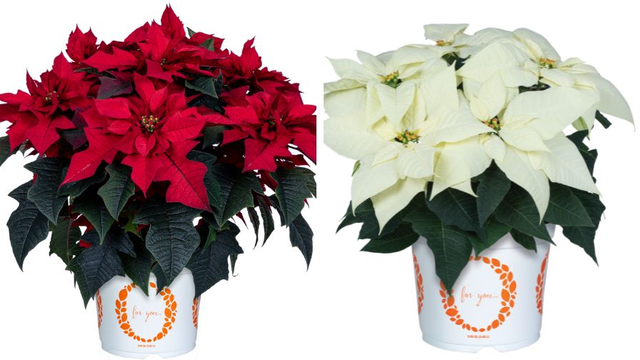 Poinsettia Red Ribbons (L) and Moni White (R).