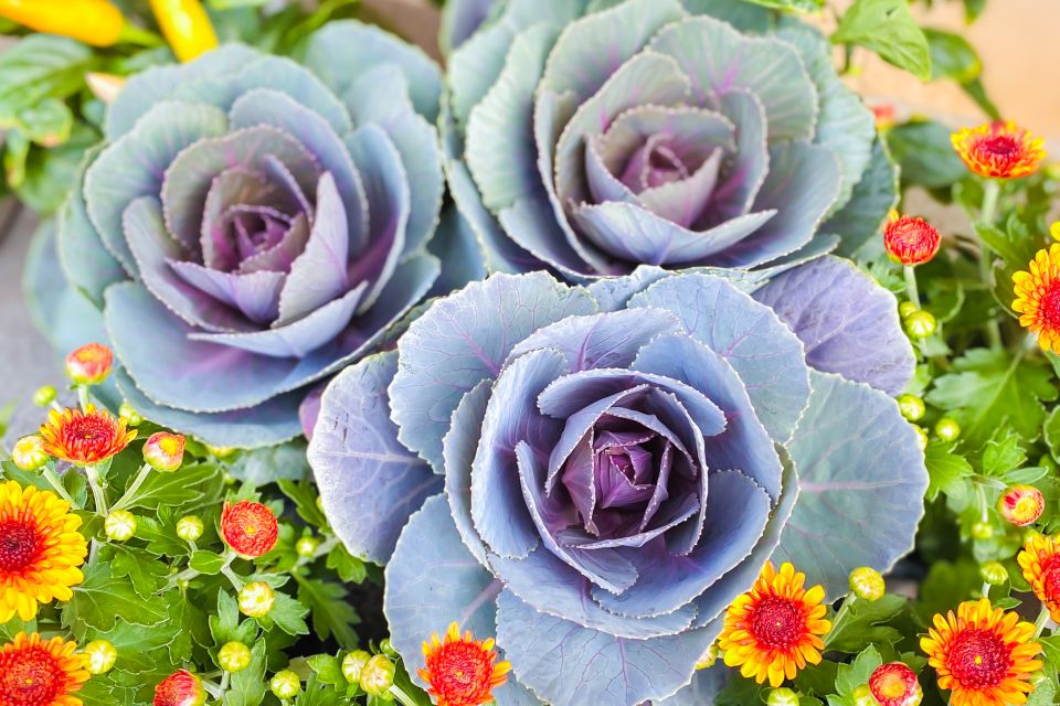Fall annuals — mums, peppers, and cabbage.