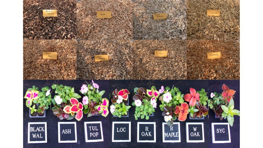 Figure 1: Eight hardwood tree species evaluated for use as wood substrate components.
