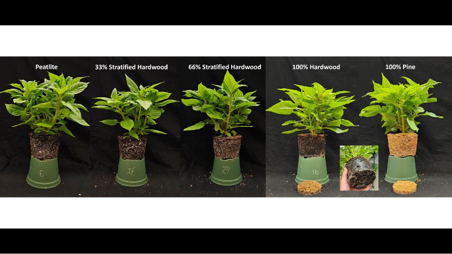 Figure 2: Celosia grown in containers, stratified with 33% or 66% processed hardwood in the lower portion, compared with 100% hardwood and pine substrates.