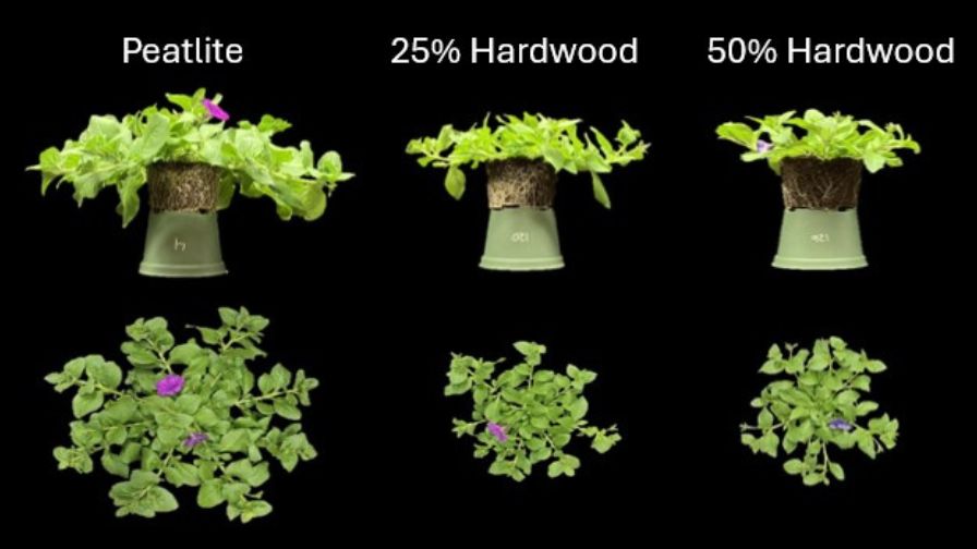 Figure 3: Petunia grown in peat-based substrate compared with substrates containing 25% and 50% hardwood incorporation.