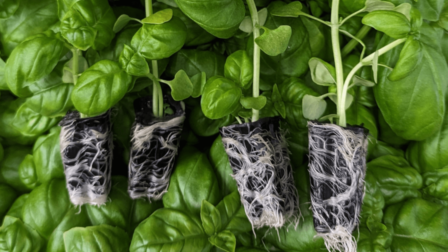 Klasmann-Deilmann Gel Plugs From VelociGro Web