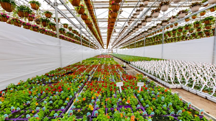 Operations at Hortica customer Timbuk.