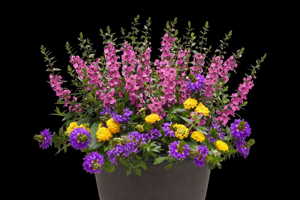 Petunia CannonBall™, Calibrachoa Conga™, Lantana Little Lucky™ – compact, small-space versions of the classics shoppers love 