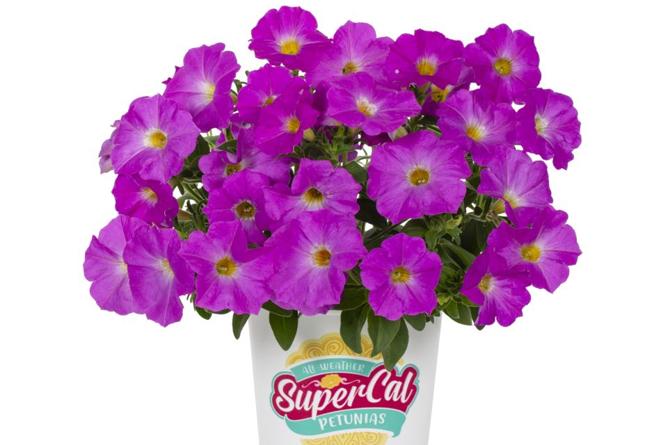 Petunia Petunia x Calibrachoa hybrid Rose Pink.