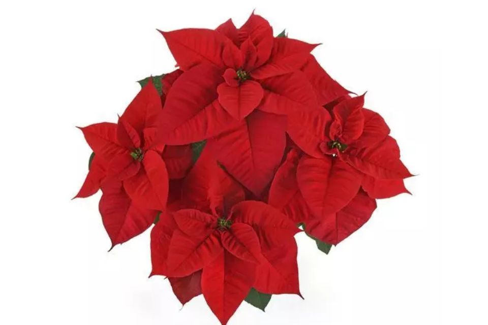 Poinsettia Christmas Royale.