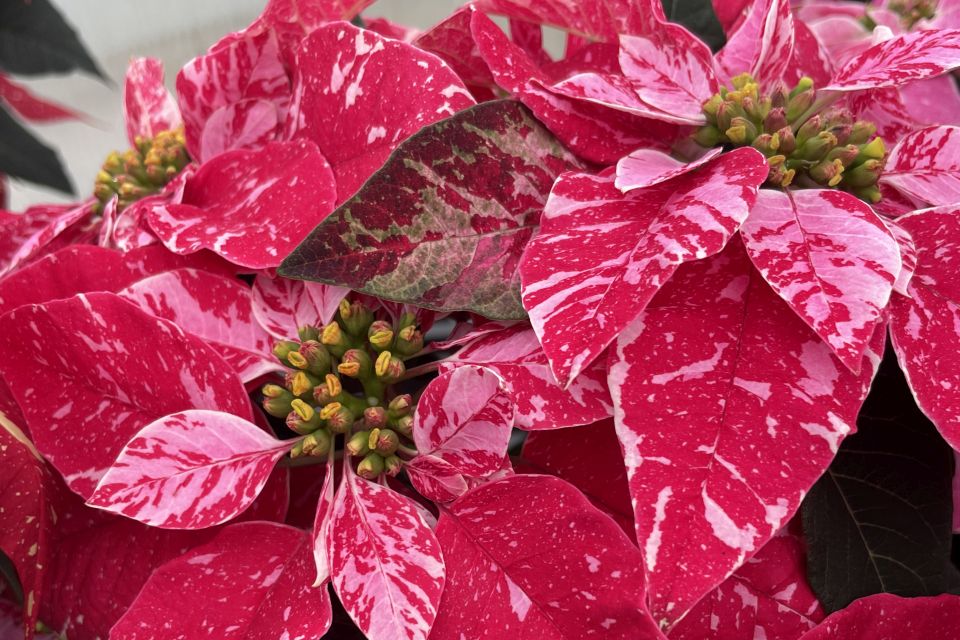 Poinsettia Superba poker.