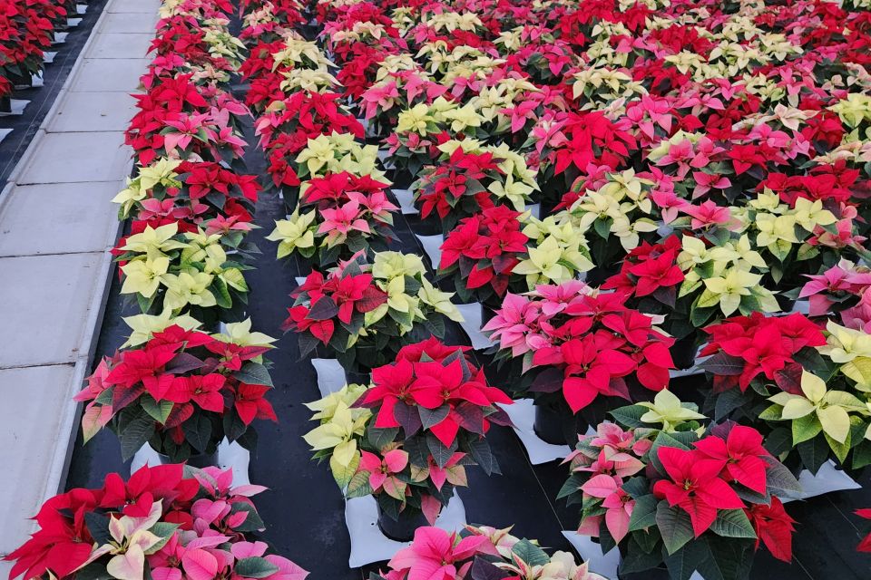 Poinsettia TriColor Globe. 