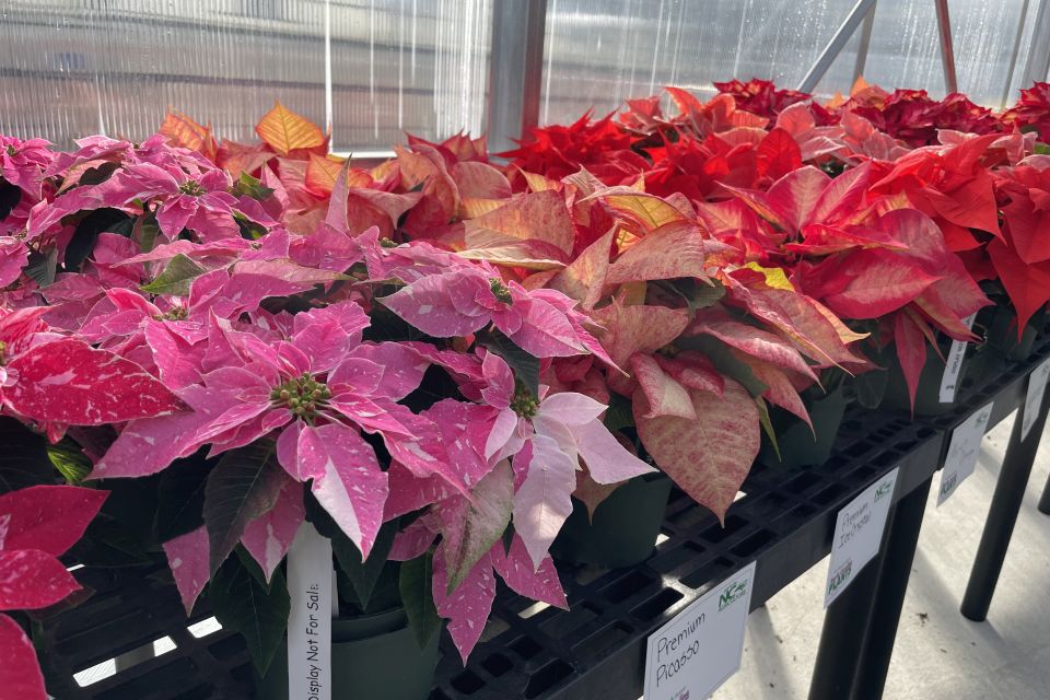 Princettia Sparkling Rouge.