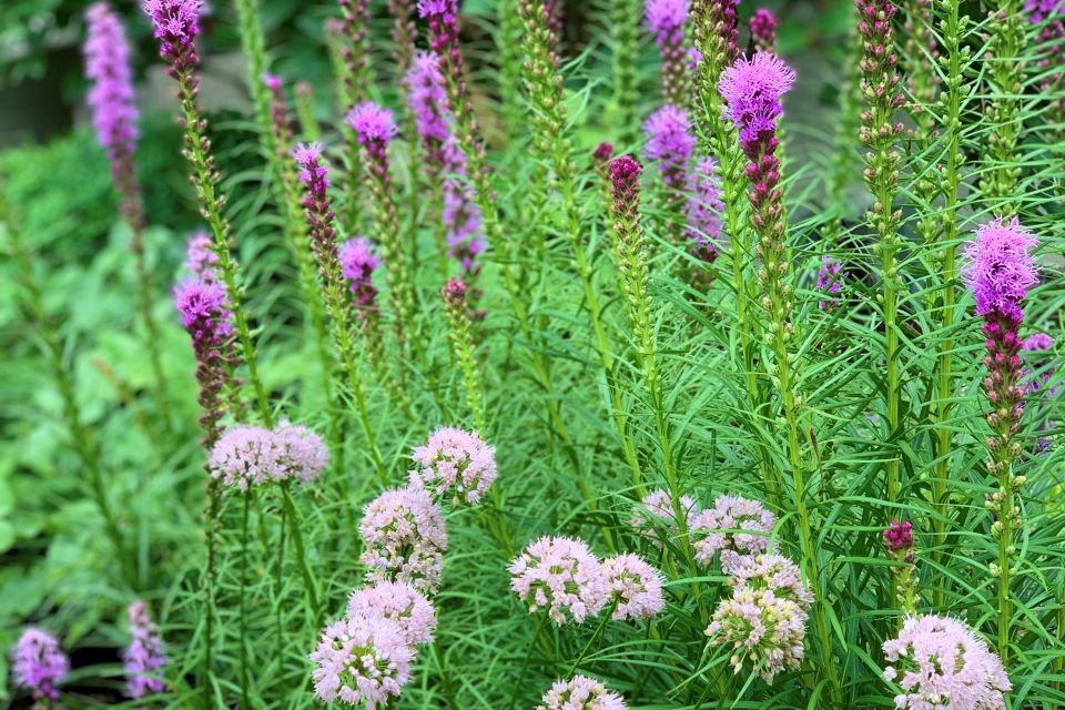 Summer blooming perennial collection - Allium lusitanicum ‘Summer Beauty’ and Liatris spicata ‘Blazing Star’ .