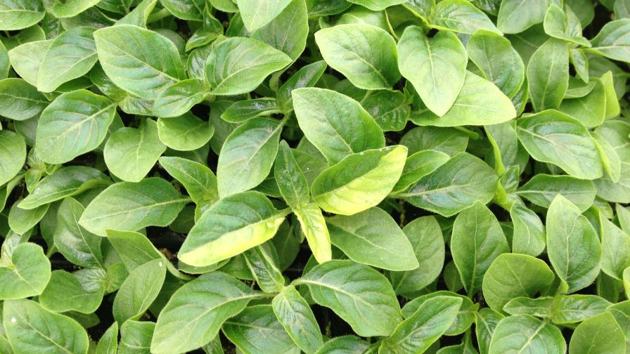 Symptoms of disease or insect damage, such as this leaf discoloration on vinca, may not show up until it’s too late, hence the need for advanced scouting.