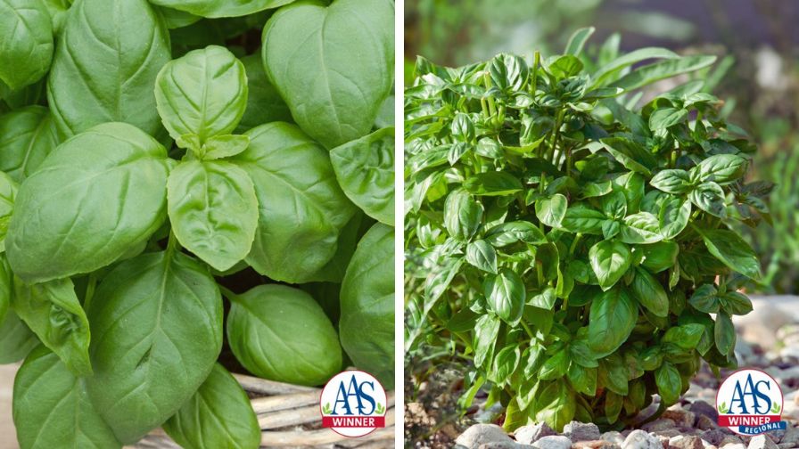 Basil 'Treviso' (L) and Basil 'Piedmont' (R).