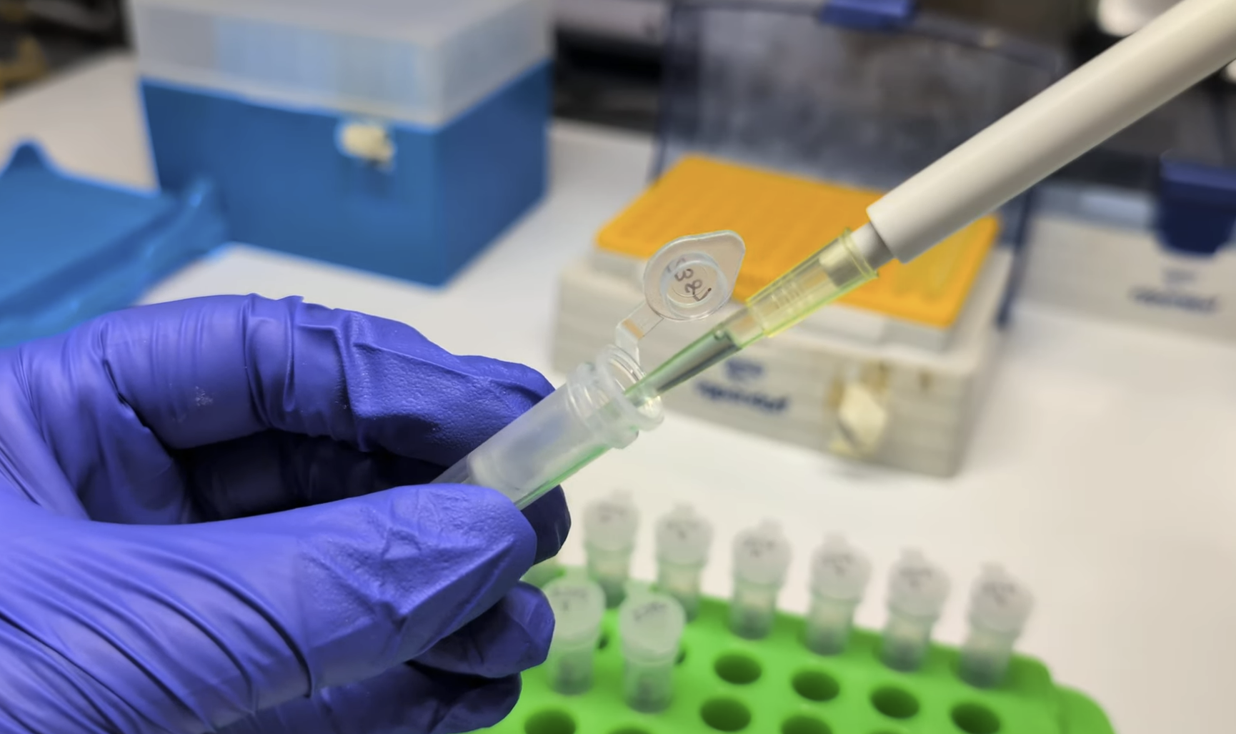Extracting and purifying a plant DNA sample for pathogen testing.