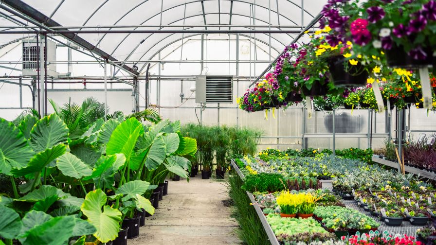 High-efficiency gas-fired and hydronic heating systems are helping greenhouse operators improve climate control and manage energy use more effectively.