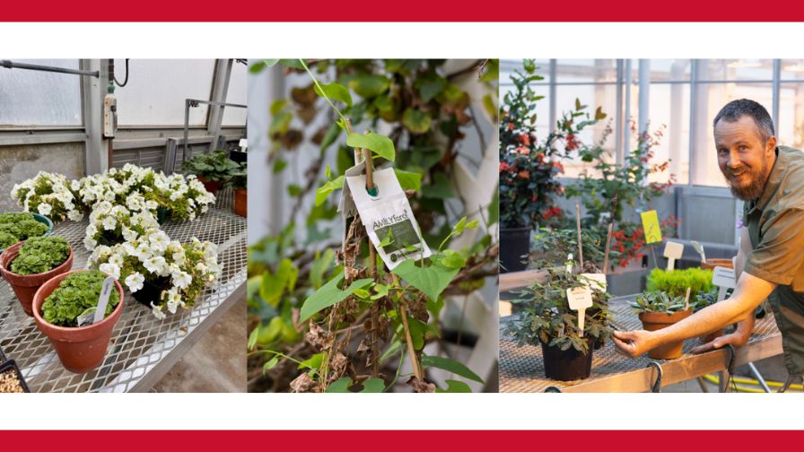 (Left to right) Glow in the dark petunias, packets of good bugs used to protect the plants from bad bugs, and Kenny McCabe touching the sensory plant.