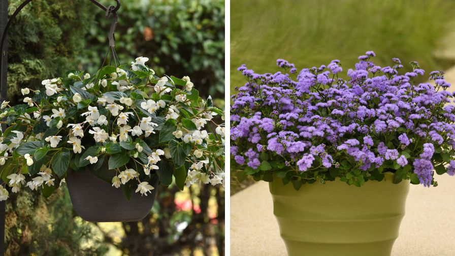 Begonia Dragon Wing® White (L) and Ageratum Monarch Magic (R).